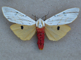 Rhodogastria similis